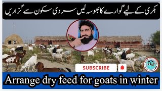 Arrange dry feed for goats in winter  ihsangoatfarm  03338207970 [upl. by Winer]