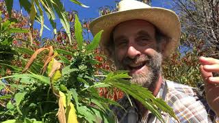 Polyculture Hemp Farming with Doug Fine [upl. by Elodie]