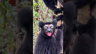 Black lemur screaming 🙉 [upl. by Aynatal]