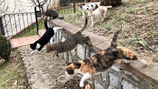 Parkour Cats in Slow Motion [upl. by Ennahs]