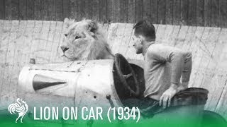 Lion On Car Rides quotThe Wall of Deathquot 1934  Sporting History [upl. by Winwaloe]