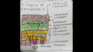 5 layers of Epidermis and process of Keratinisation [upl. by Norre]