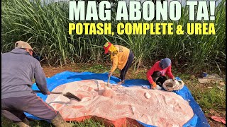 SECOND ABONO SA TUBOHAN Potash Complete amp Urea MIX [upl. by Oni]