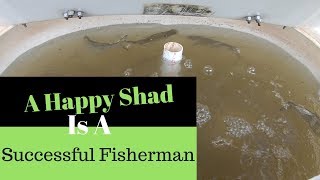 Keeping Shad Alive Products [upl. by Shana507]