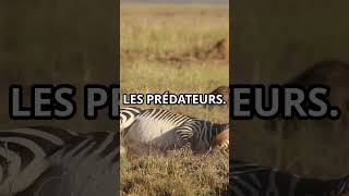 Pourquoi les Zèbres Ontils des Rayures 🦓animaux MindCurio [upl. by Ulane]