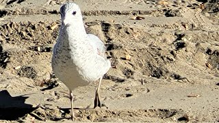 Ring billed gulls call sounds shorts [upl. by Nylrats]