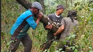 Tersangkut Tebang pohon akasia langsung dibelah gergaji serkel [upl. by Onilatac639]