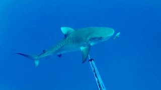 Tiger Shark Attacks Spearfisherman [upl. by Ilyah]