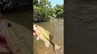 Creek fishing with crawfish lure bass bassfishing truscend fishing [upl. by Brigitte193]