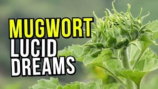 The Best Lucid Dreaming Herb MUGWORT Benefits REVIEW And Warnings [upl. by Anotyad]