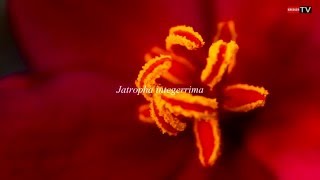 Jatropha integerrima  Île de la Réunion [upl. by Yeorgi]