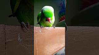 parrot parrottalking parrotlover birds funny ytshorts parrottalkin [upl. by Procto309]