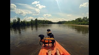 Crusoe amp Oakley Dachshunds Kayaking Adventure New 2017 Edit [upl. by Baniaz]