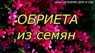 ОБРИЕТА из семян [upl. by Nirrep]