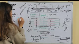 LOCOMOTION AND MOVEMENTSTRUCTURE OF MUSCLE CELLONE SHOTNEETGATECSIRNET⁠BiologieTutorials [upl. by Lebna]