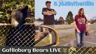 Driving Pigeon Forge Gatlinburg Bear encounter [upl. by Aynos]