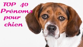 top 40 prénoms pour chien [upl. by Marilee]