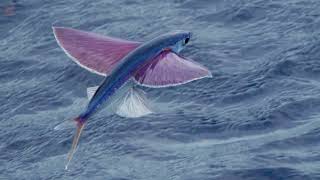 Increible PEZ VOLADOR   Flying Fish  Exocoetidae [upl. by Constance147]