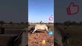 Vehicle Cattle Capture Process [upl. by Fredie]