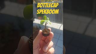 Bottlecap spekboom  25th October [upl. by Jamesy892]