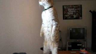 Mon chat se tient debout [upl. by Aicek521]