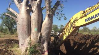 Salvage Harvesting an 14 ton Australian Baobab tree Adansonia gregorii [upl. by Pillihpnhoj]