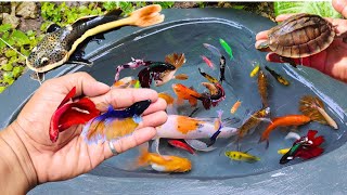 Catching fighting betta fish in the pond red tail catfish goldfish albino catfish molly fish [upl. by Liponis]