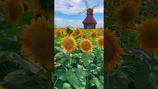 Sunflower Fields in Full Bloom SunflowerSeason NatureBeauty FlowerFields nature thenaturereel [upl. by Evod154]