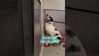 Watch the moment this shut down shelter dog leaves his corner 🥹 dogs doglover [upl. by Nimsay312]