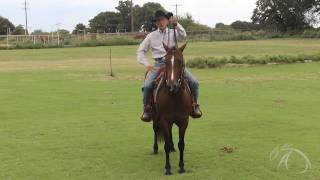 Rein Management with Steve Kutie of Kutie Performance Horses [upl. by Duma370]