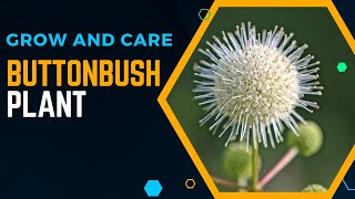 How To Grow And Care For Buttonbush Plant [upl. by Yenruoj]