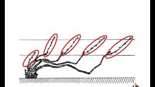Présentation de la taille de la vigne en Chablis  Champagne [upl. by Vizza]