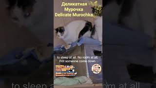 Деликатная Мурочка Delicate Murochka [upl. by Whittemore]