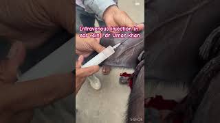 Intravenous injection in ear vein l dr Umar khan [upl. by Eva]