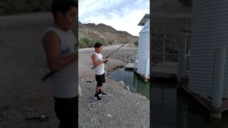 Big catch with bluegill at Bettys Kitchen Yuma Arizona [upl. by Hardman]