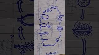 Structure of basidiomycota [upl. by Tippets398]