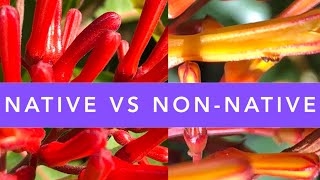 FLORIDA NATIVE FIREBUSH vs NONNATIVE FIREBUSH How to identify  FLORIDA NATIVE PLANTS [upl. by Naesal]