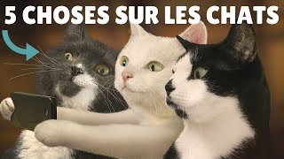 5 CHOSES A SAVOIR SUR LES CHATS [upl. by Trip]