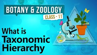 What Is Taxonomic Hierarchy  Diversity in Organisms  Biology Class 11 [upl. by Opiuuk]