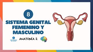 ⚧️ SISTEMA GENITAL FEMENINO Y MASCULINO  Anatomía UDA [upl. by Gambell]