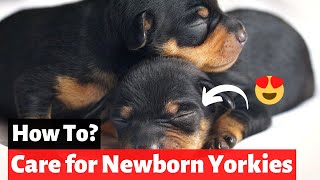 Newborn Yorkie Puppies  How to Care for Newborn Yorkies [upl. by Salvatore]