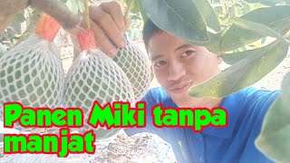 Panen Alpukat Miki Berbuah Pendek Di Kebun KEBAZ bersama ALNUSA Lampung [upl. by Ula814]