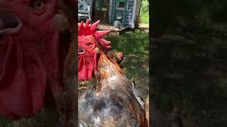 Rooster Crowing  Funny Rooster Crowing Sound Effect Short [upl. by Eivi62]