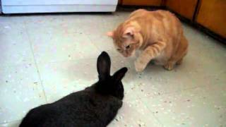 Cat meeting a bunny [upl. by Eannyl239]