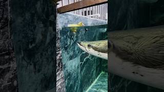 ⚠️ Arapaima Monster Eat Duck 💔 arapaimafish arapaima ytshorts shortsfeed [upl. by Tala281]