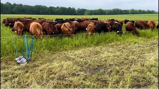 Grazing Cool and Warm Season Grasses in Spring [upl. by Birdie]