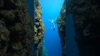 Unbelievably Beautiful Napaling Reef Philippines freedive ocean underwater snorkeling fyp [upl. by Nirac]