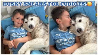 Sneaky Husky Breaks Into Bedroom For Cuddles😂 HIDDEN CAMERA [upl. by Atelahs]