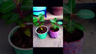 gardeningdiy diy garden gardenflowers flowers ytshorts youtubeshorts shorts gardeningtips [upl. by Ecnatsnoc352]