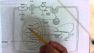 MINERALOCORTICOIDES 36 secrecion de aldosterona [upl. by Adnarahs]